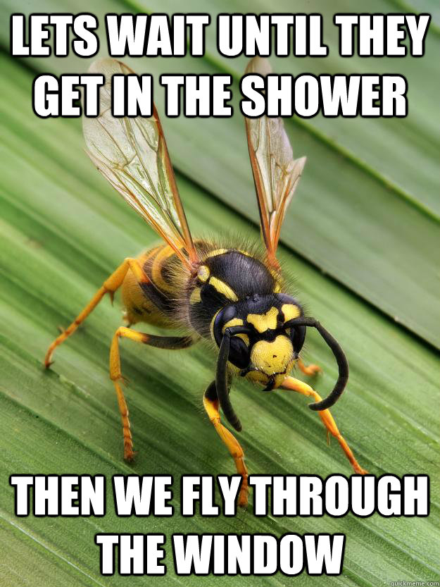 lets wait until they get in the shower then we fly through the window - lets wait until they get in the shower then we fly through the window  Scumbag Wasp
