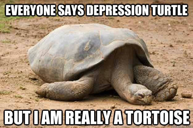 Everyone says depression turtle But I am really a tortoise  Depression Turtle