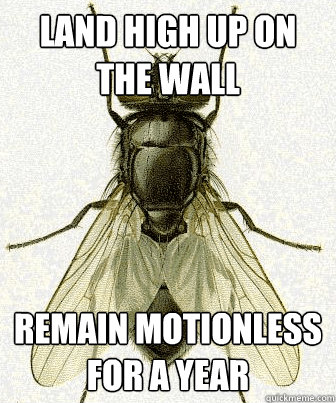 Land high up on the wall remain motionless for a year  Fly logic