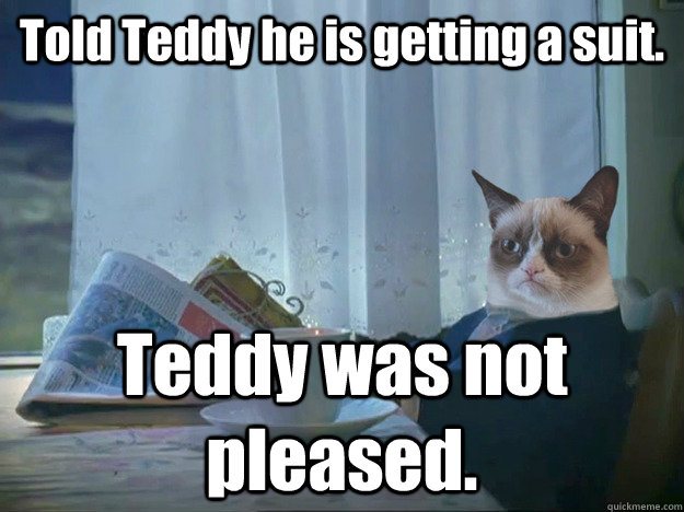 Told Teddy he is getting a suit. Teddy was not pleased.  Grumpy Cat Thoughts