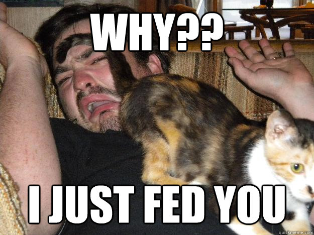 why?? I JUST fed you - why?? I JUST fed you  Cats are jerks