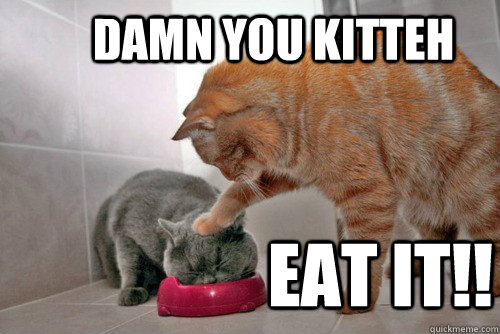 Damn you kitteh eat it!! - Damn you kitteh eat it!!  Eat it kitteh