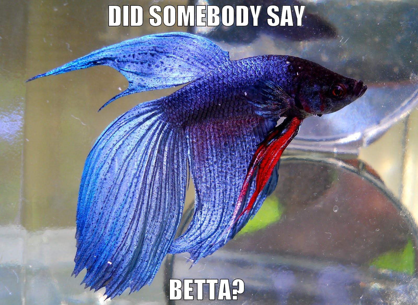 Optimistic Bettafish - DID SOMEBODY SAY BETTA? Misc