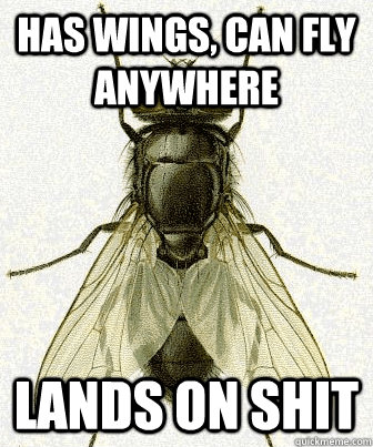 has wings, can fly anywhere lands on shit  Fly logic