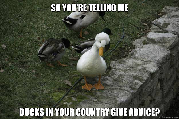 So you're telling me ducks in your country give advice? - So you're telling me ducks in your country give advice?  Afro Duck