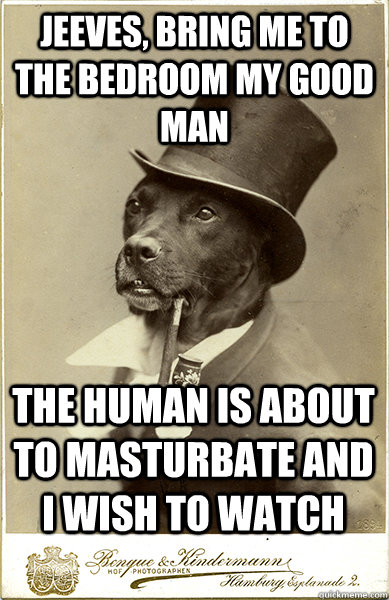 jeeves, bring me to the bedroom my good man the human is about to masturbate and i wish to watch - jeeves, bring me to the bedroom my good man the human is about to masturbate and i wish to watch  Old Money Dog