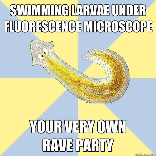 swimming larvae under fluorescence microscope your very own         rave party - swimming larvae under fluorescence microscope your very own         rave party  Bio Major Planarian