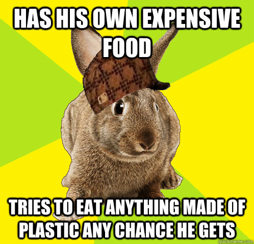 Has his own expensive food Tries to eat anything made of plastic any chance he gets  - Has his own expensive food Tries to eat anything made of plastic any chance he gets   Scumbag Bunny
