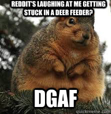 Reddit's Laughing at me getting stuck in a deer feeder? DGAF - Reddit's Laughing at me getting stuck in a deer feeder? DGAF  DGAF Fat Squirrel