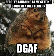 Reddit's Laughing at me getting stuck in a deer feeder? DGAF - Reddit's Laughing at me getting stuck in a deer feeder? DGAF  DGAF Fat Squirrel