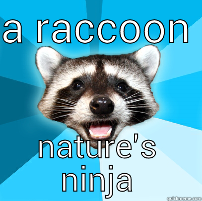 A RACCOON  NATURE'S NINJA Lame Pun Coon