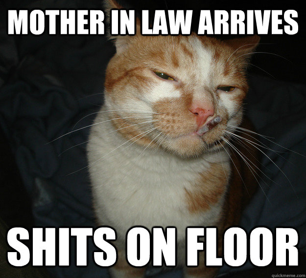 Mother in law arrives shits on floor  Good Guy Cat