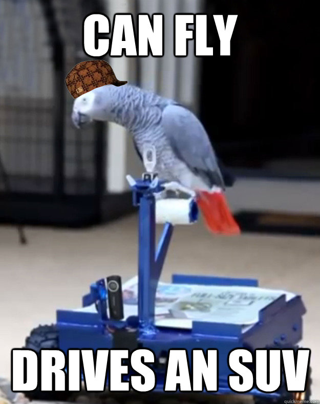CAN Fly Drives an SUV - CAN Fly Drives an SUV  Scumbag Parrot
