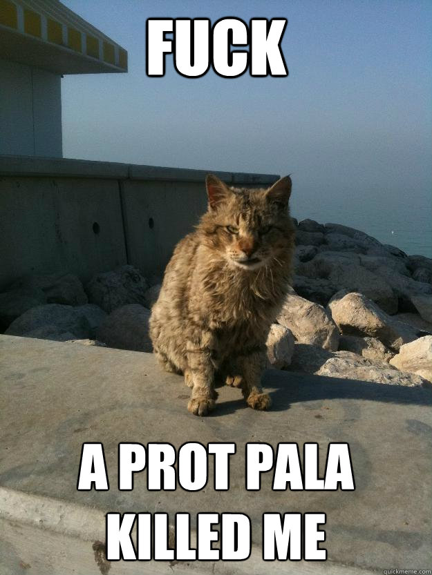 fuck a prot pala killed me  Bitter Cat