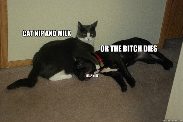Cat Nip and milk or the bitch dies *halp meee*  Revenge Cat