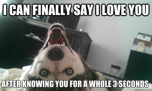 I can finally say I love you after knowing you for a whole 3 seconds  Over Obsessive Dog
