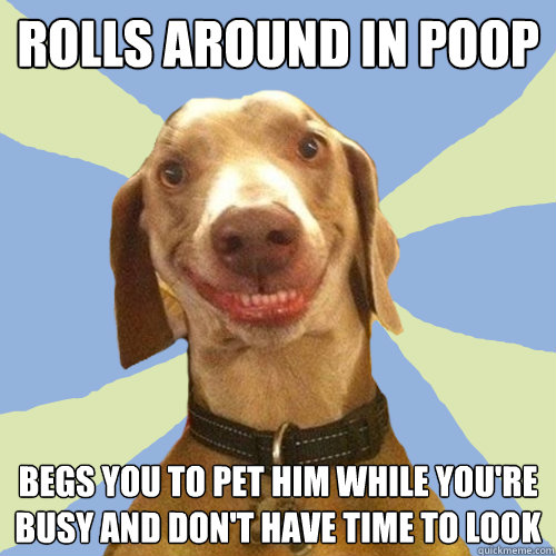 rolls around in poop begs you to pet him while you're busy and don't have time to look - rolls around in poop begs you to pet him while you're busy and don't have time to look  Disgusting Doggy