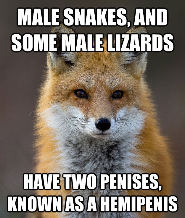MALE SNAKES, AND SOME MALE LIZARDS HAVE TWO PENISES, KNOWN AS A HEMIPENIS - MALE SNAKES, AND SOME MALE LIZARDS HAVE TWO PENISES, KNOWN AS A HEMIPENIS  Fun Fact Fox