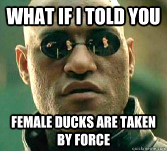 what if i told you female ducks are taken by force  Matrix Morpheus