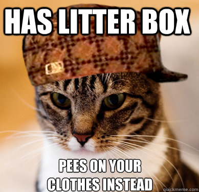 Has litter box Pees on your clothes instead  Scumbag Cat