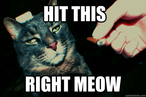  hit this right meow -  hit this right meow  10 cat
