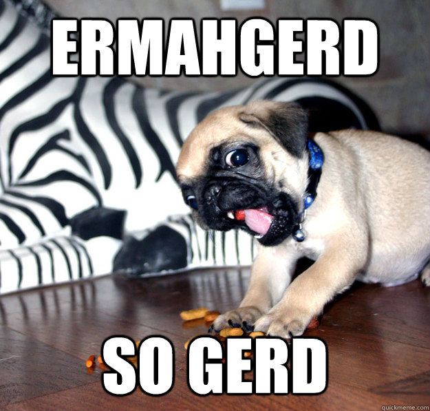 ERMAHGERD SO GERD - ERMAHGERD SO GERD  ermahgerd pug