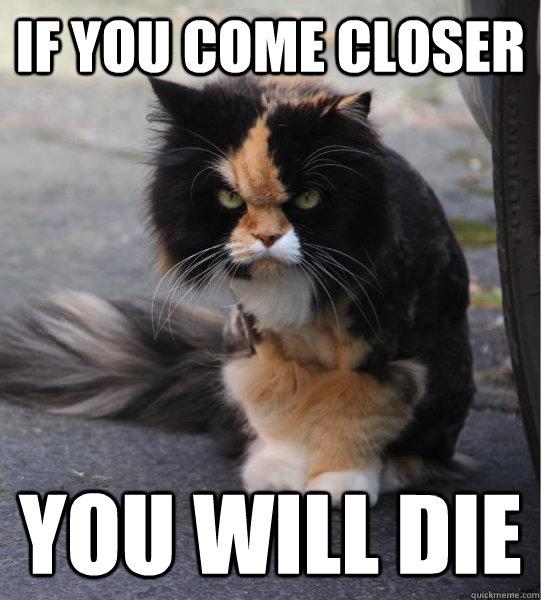 If you come closer You will die  Evil Cat