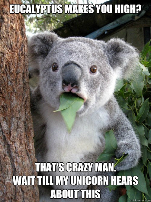 Eucalyptus makes you high? That's crazy man.
Wait till my unicorn hears about this - Eucalyptus makes you high? That's crazy man.
Wait till my unicorn hears about this  Surprised Koala