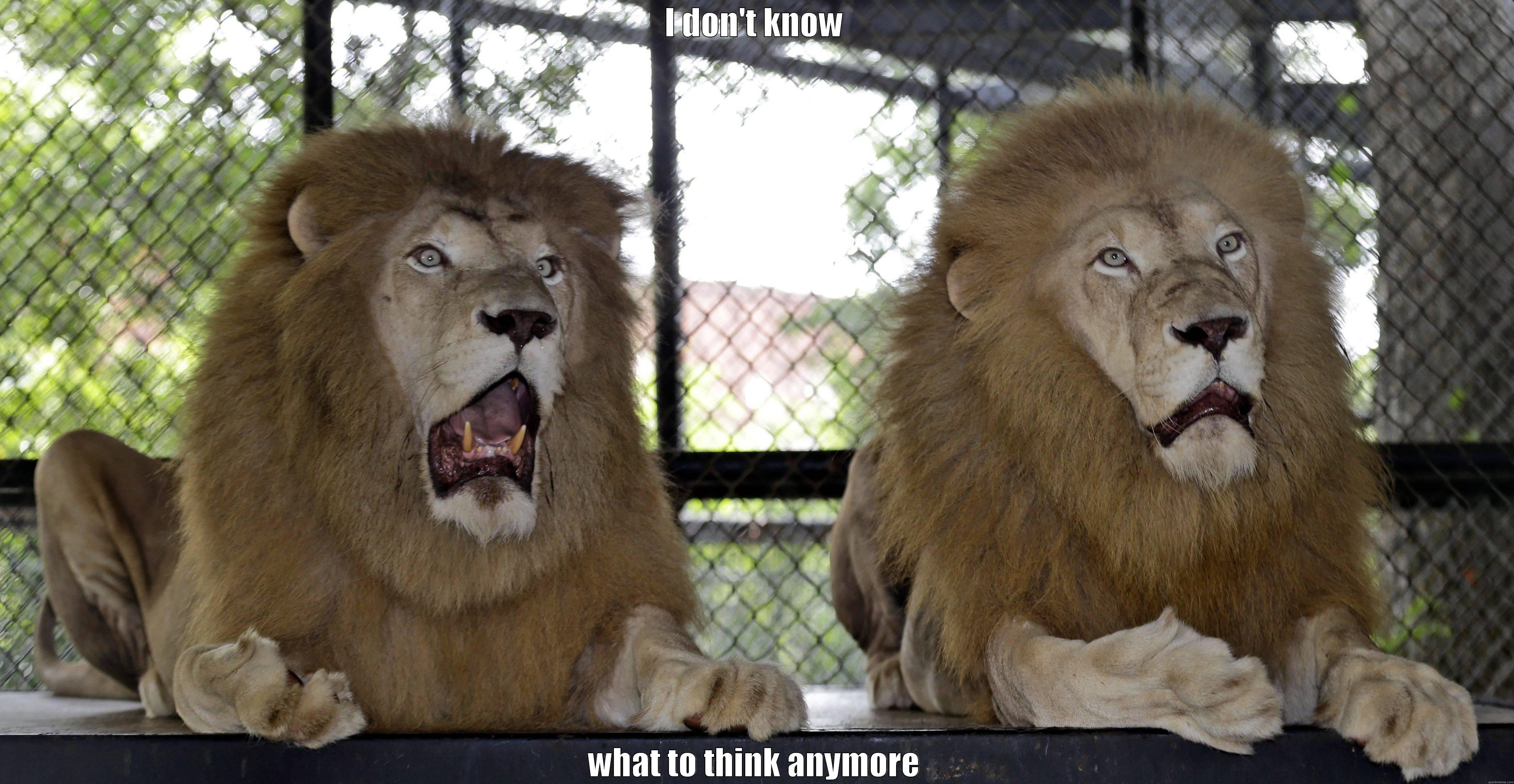 shocked and confused lion - I DON'T KNOW WHAT TO THINK ANYMORE Misc
