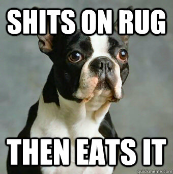 Shits on rug then eats it  Stupid Dog