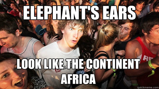 Elephant's ears look like the continent africa   Sudden Clarity Clarence