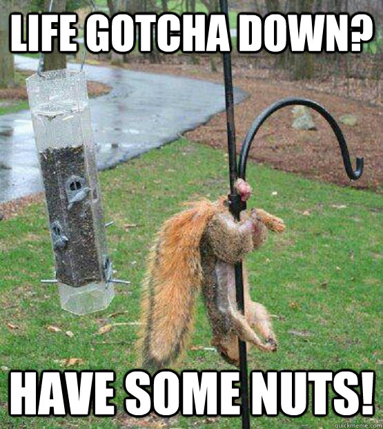 Life gotcha down? have some nuts!  nutty squirrel