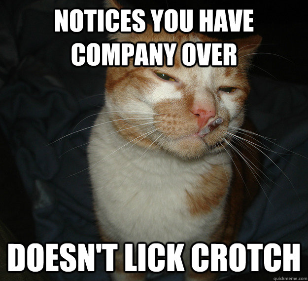 notices you have company over doesn't lick crotch  Cool Cat Craig
