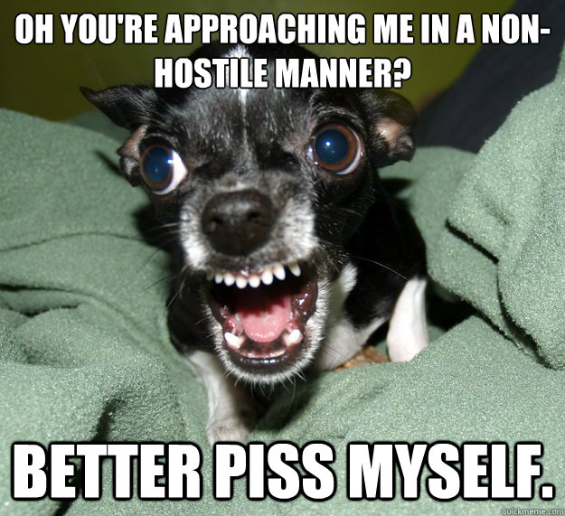 Oh you're approaching me in a non-hostile manner? Better piss myself.  Chihuahua Logic