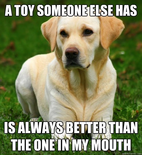 a toy someone else has is always better than the one in my mouth  Dog Logic