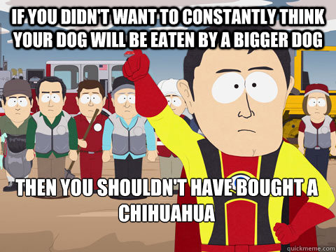 If you didn't want to constantly think your dog will be eaten by a bigger dog then you shouldn't have bought a chihuahua  Captain Hindsight