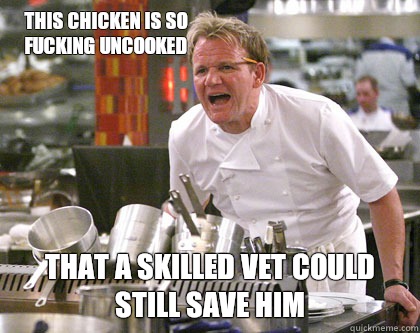 that a skilled vet could still save him This chicken is so fucking uncooked - that a skilled vet could still save him This chicken is so fucking uncooked  Ramsay Gordon Yelling