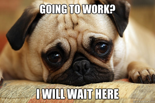 Going to work? I will wait here  sad pug