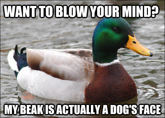 Want to blow your mind? My beak is actually a dog's face  Actual Advice Mallard