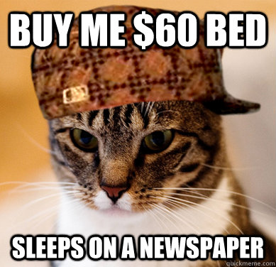 Buy me $60 bed  sleeps on a newspaper  Scumbag Cat