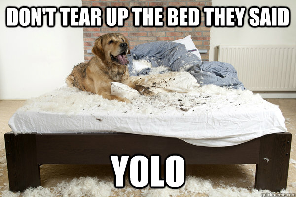 Don't tear up the bed they said yolo - Don't tear up the bed they said yolo  Misc