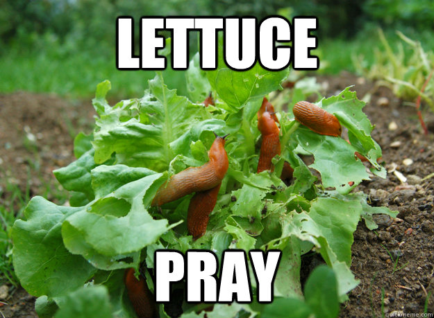Lettuce Pray Misc Quickmeme pin-on-keto-charts-info