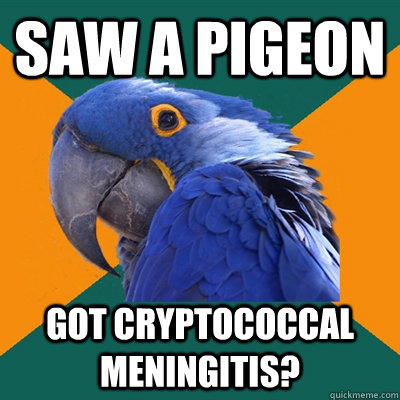 Saw a pigeon got Cryptococcal meningitis?   Paranoid Parrot