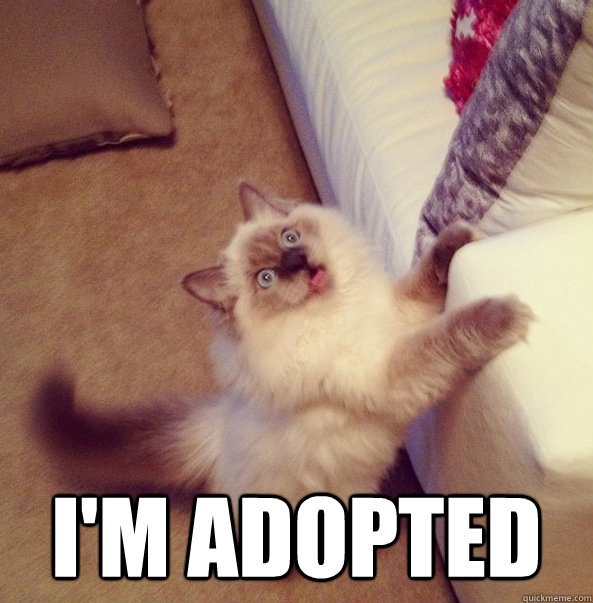  I'm adopted  