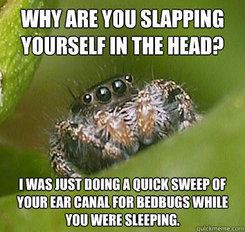 why are you slapping yourself in the head? I was just doing a quick sweep of your ear canal for bedbugs while you were sleeping. - why are you slapping yourself in the head? I was just doing a quick sweep of your ear canal for bedbugs while you were sleeping.  Misunderstood Spider