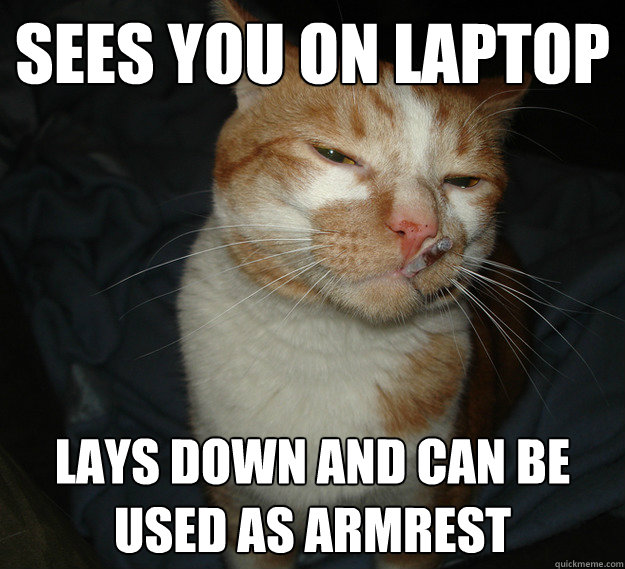 Sees you on laptop lays down and can be used as armrest  Cool Cat Craig