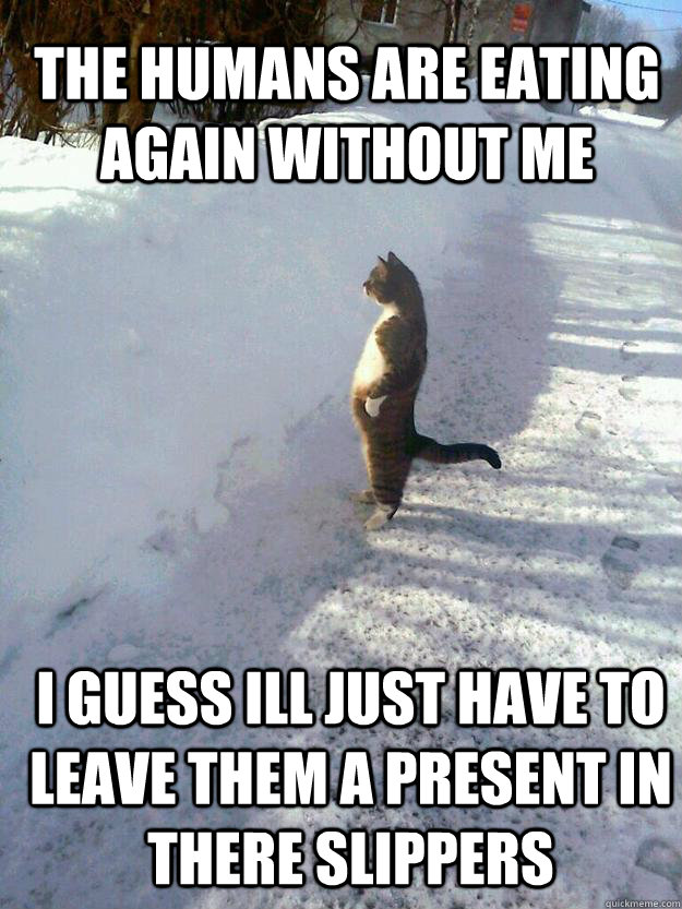 the humans are eating again without me i guess ill just have to leave them a present in there slippers  CatSnowbank