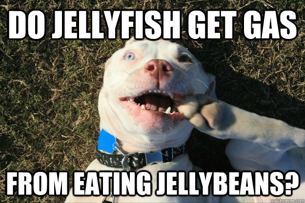 Do jellyfish get gas from eating jellybeans?  