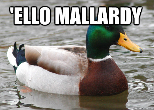 'ello mallardy   Actual Advice Mallard