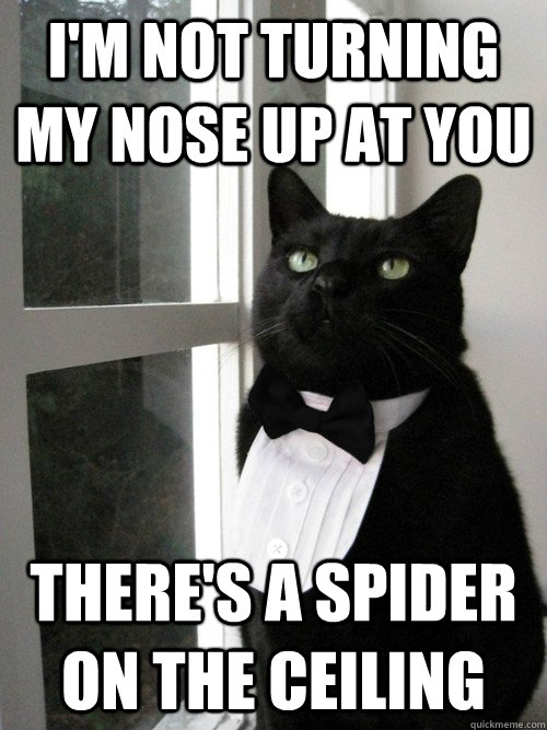 I'm not turning my nose up at you There's a spider on the ceiling  Formal Cat